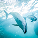 Illustration for article titled The Shedd Aquariums Tiny Baby Dolphin Is Ready To Become Famous